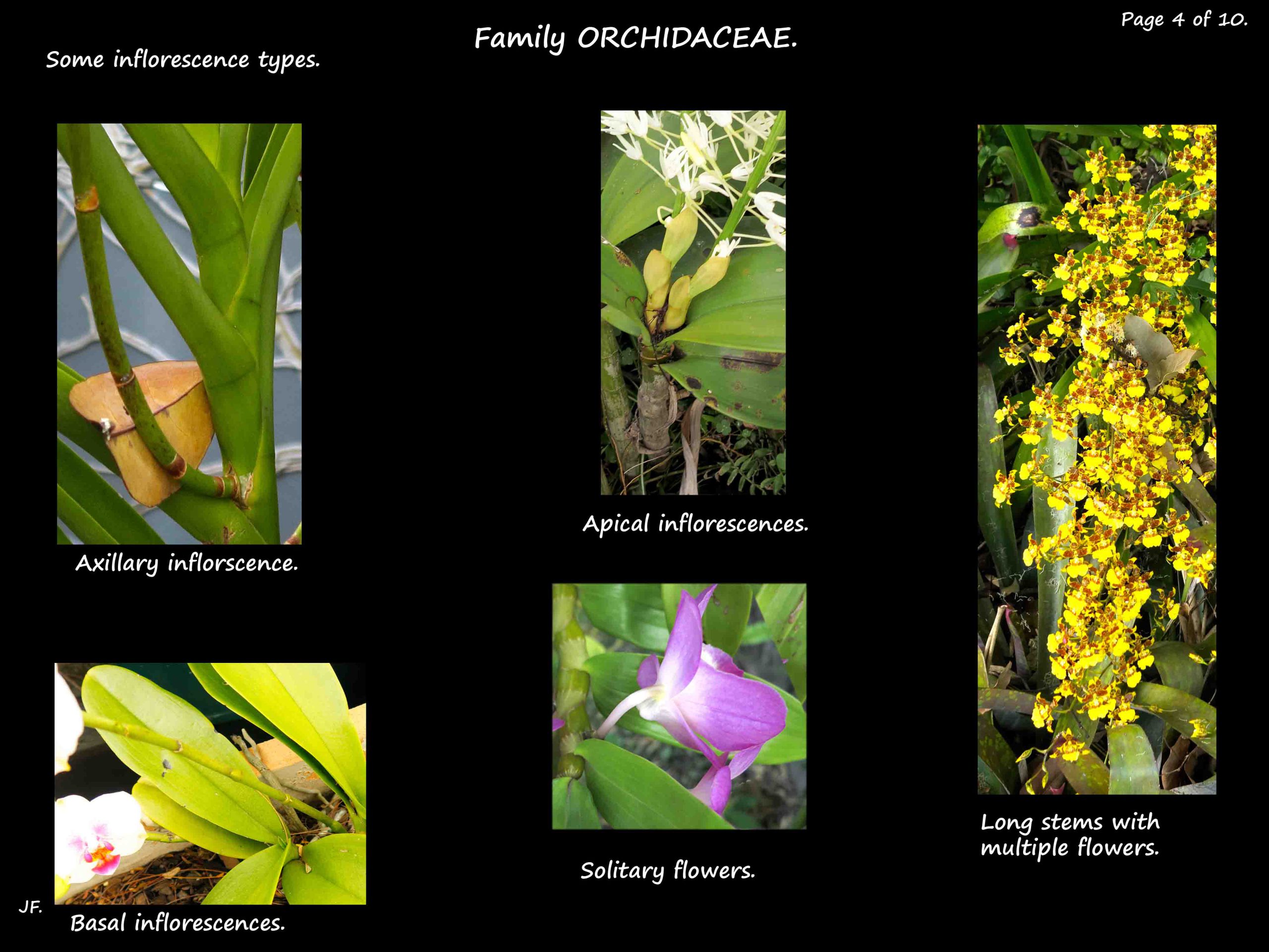 4 Orchid inflorescences